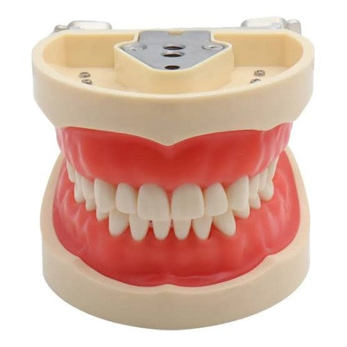 Standered Model M8011 | Removable Screw-in teeth