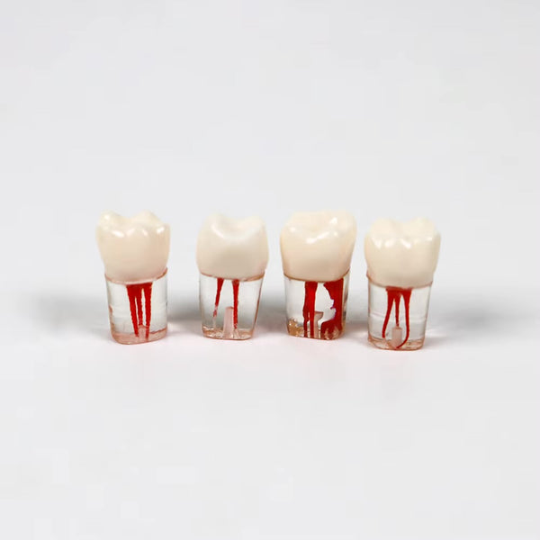 Endo training teeth